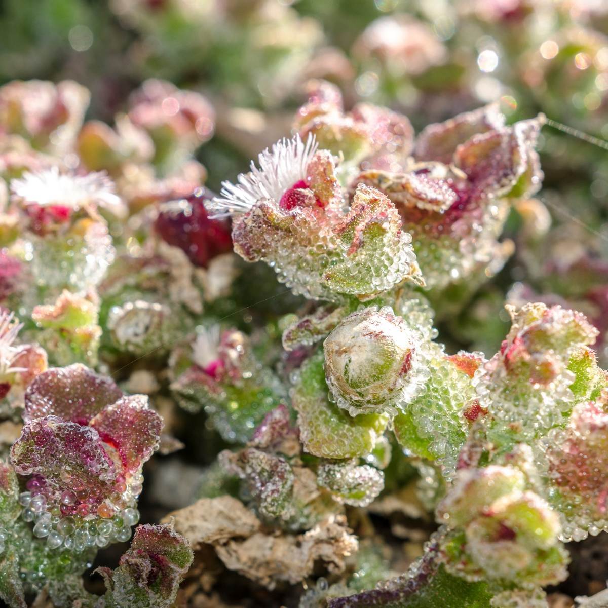 Ice Plant Seeds