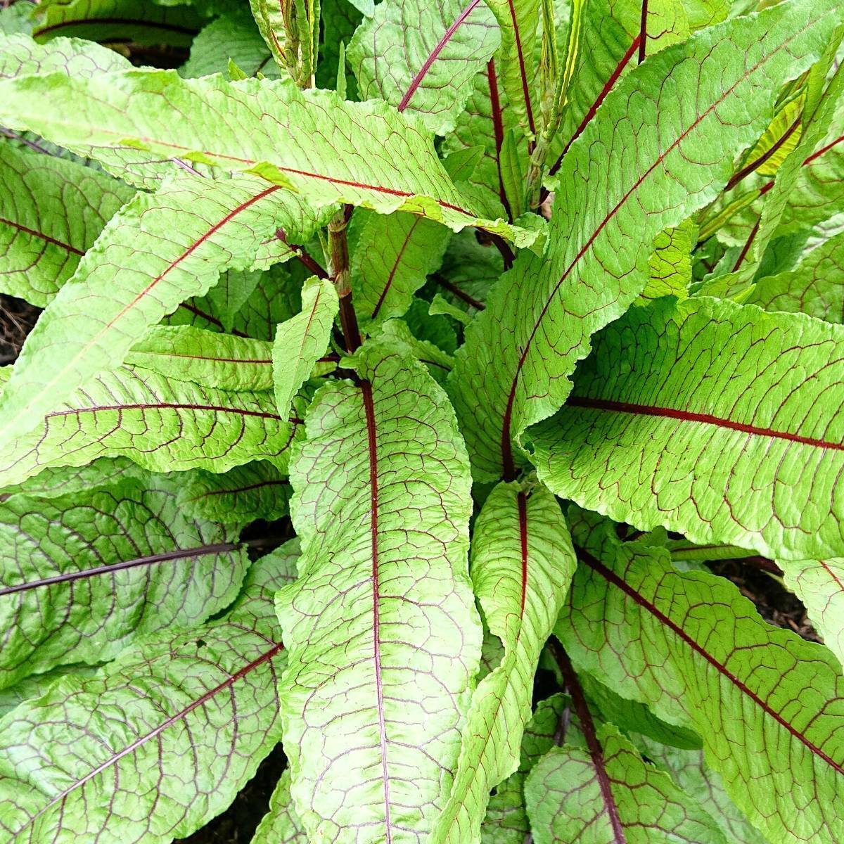 Red Veined Sorrel Seeds