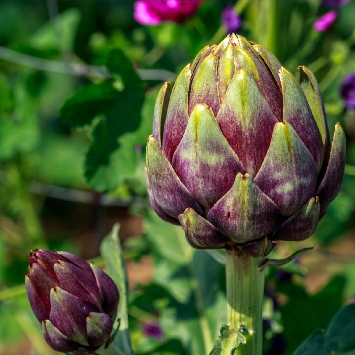 Purple of Romagna Artichoke Seeds