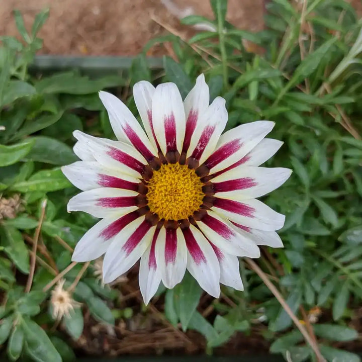 White Purple Gazania Seeds for Planting – Organic, Heirloom, Non-GMO Flower Seeds
