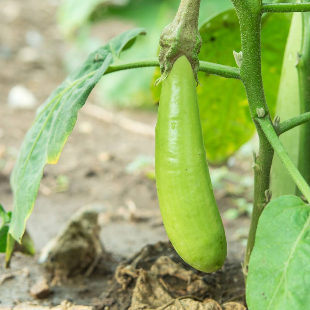 Thai Long Green Eggplant Seeds