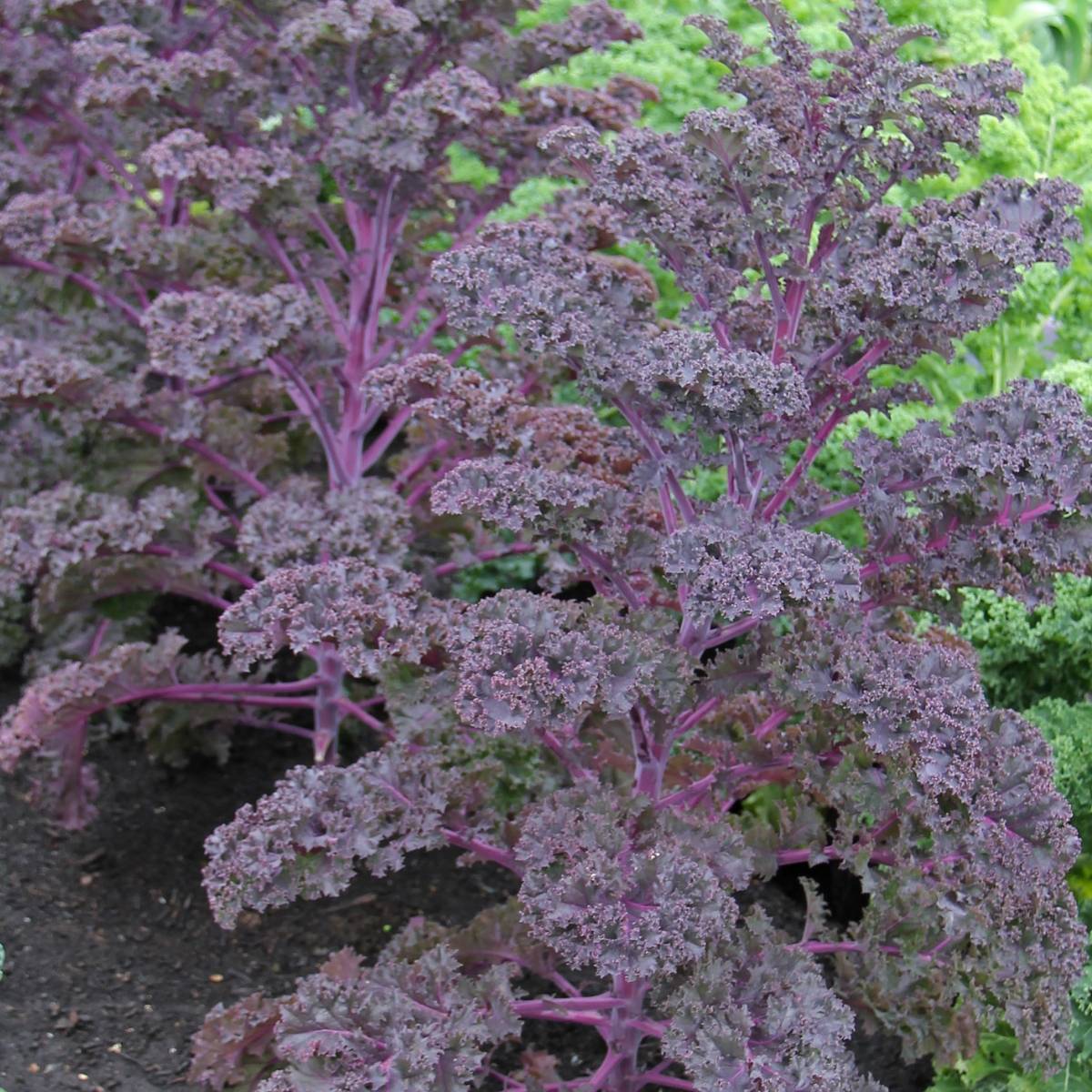 Scarlet Kale Seeds