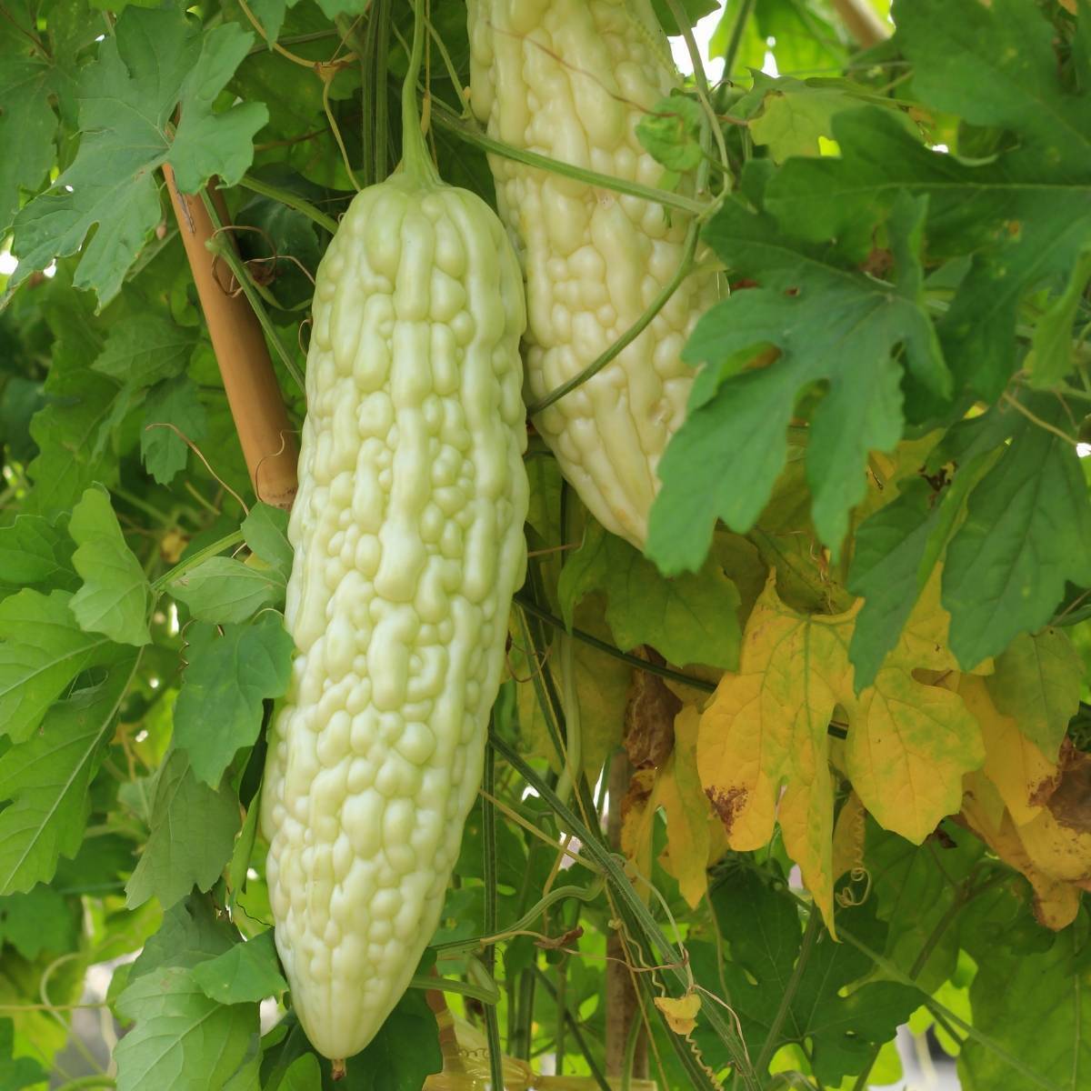 White Bitter Melon Seeds