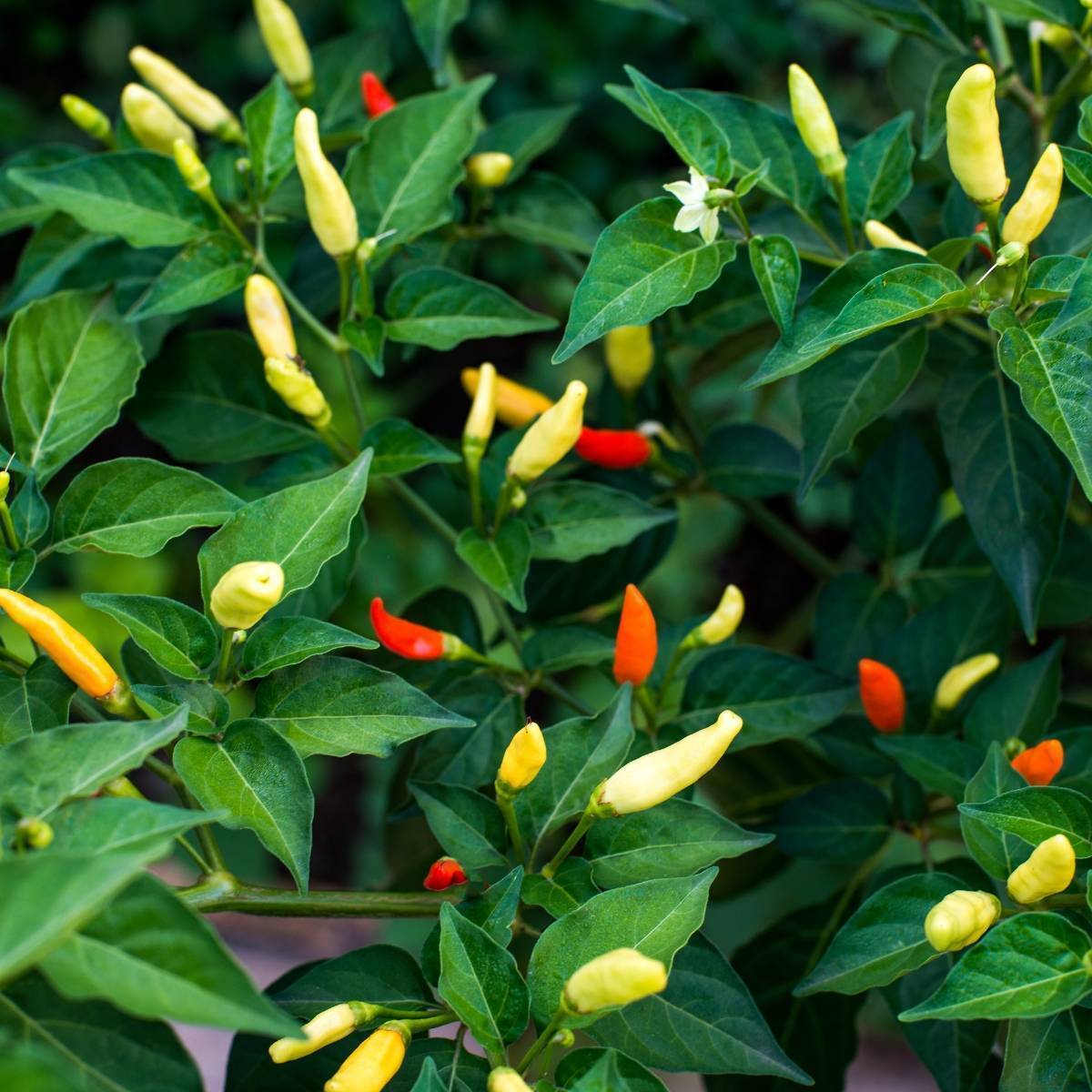 Tabasco Chilli Seeds