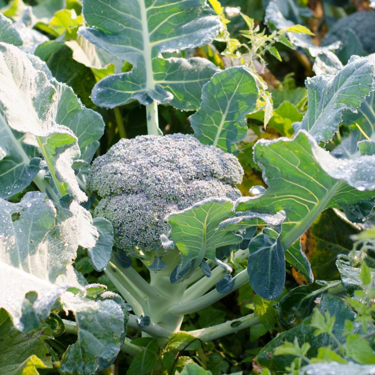 Waltham Broccoli Seeds