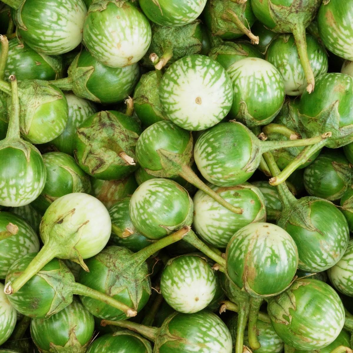 Thai Round Green Eggplant Seeds