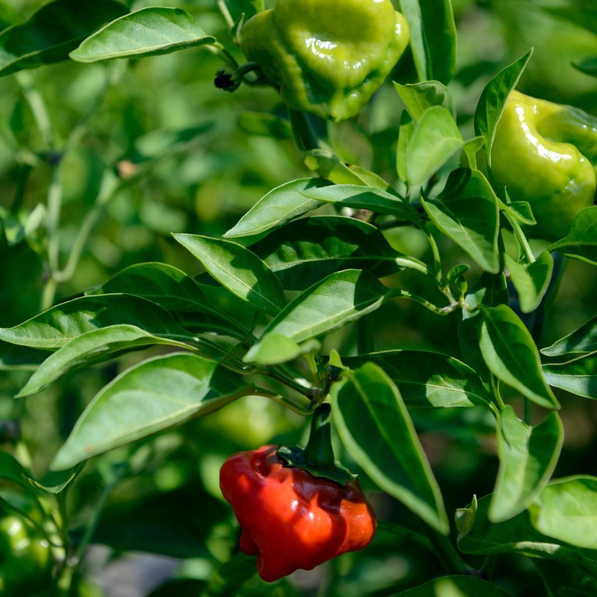 Jamaican Red Chilli Seeds