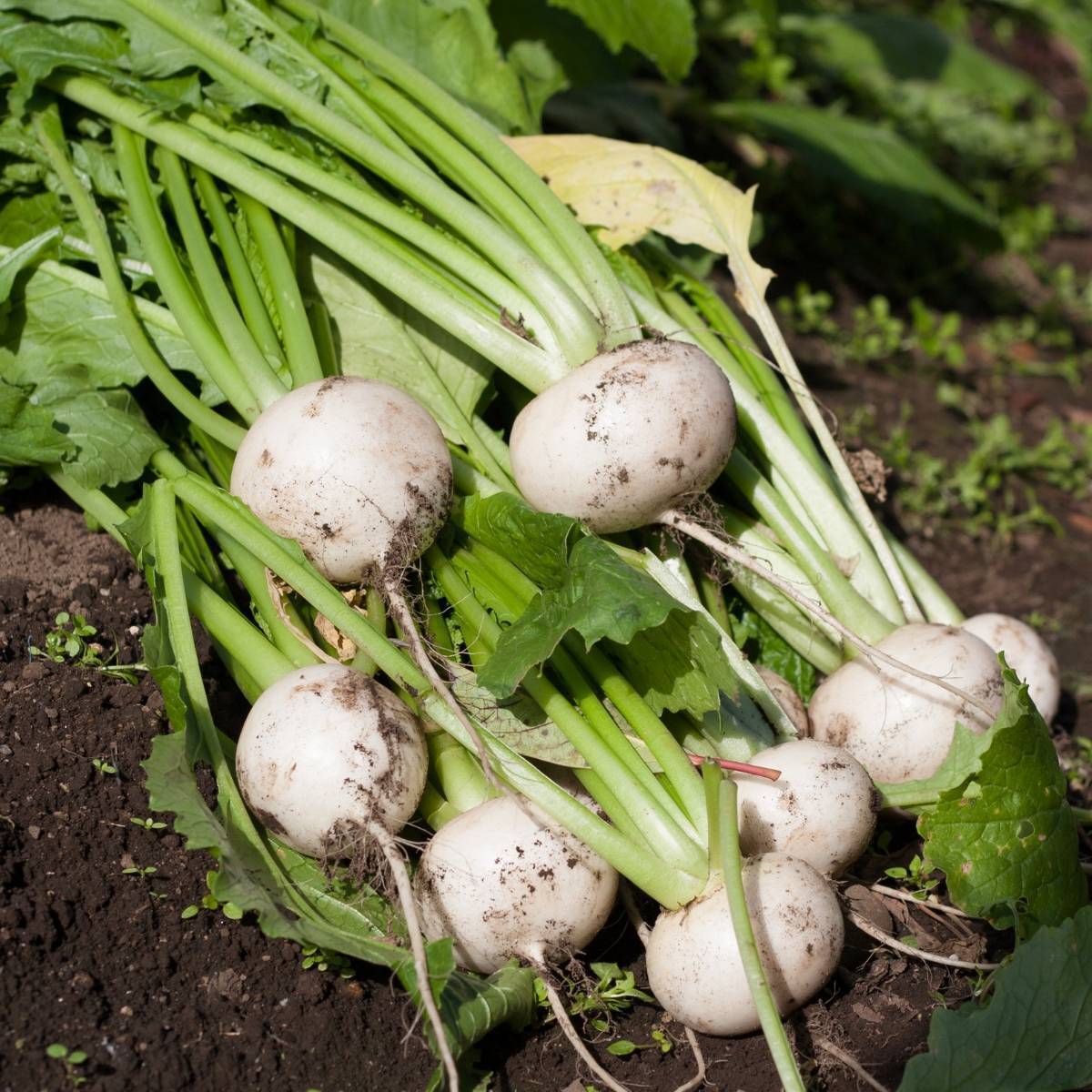 White Egg Turnip Seeds