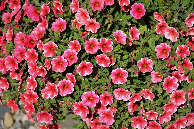 Calibrachoa Strawberry Star