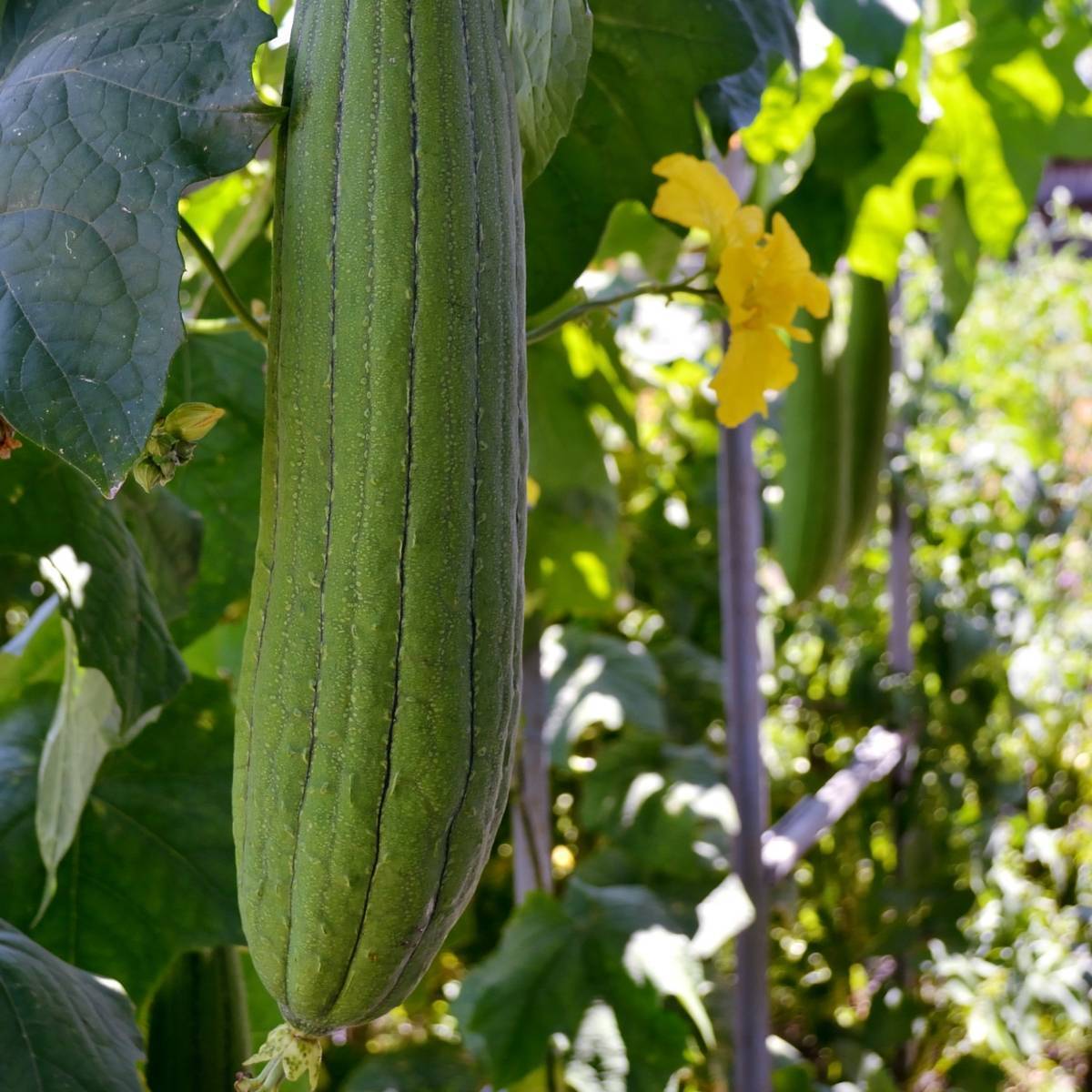 Summer Sweet Luffa Seeds