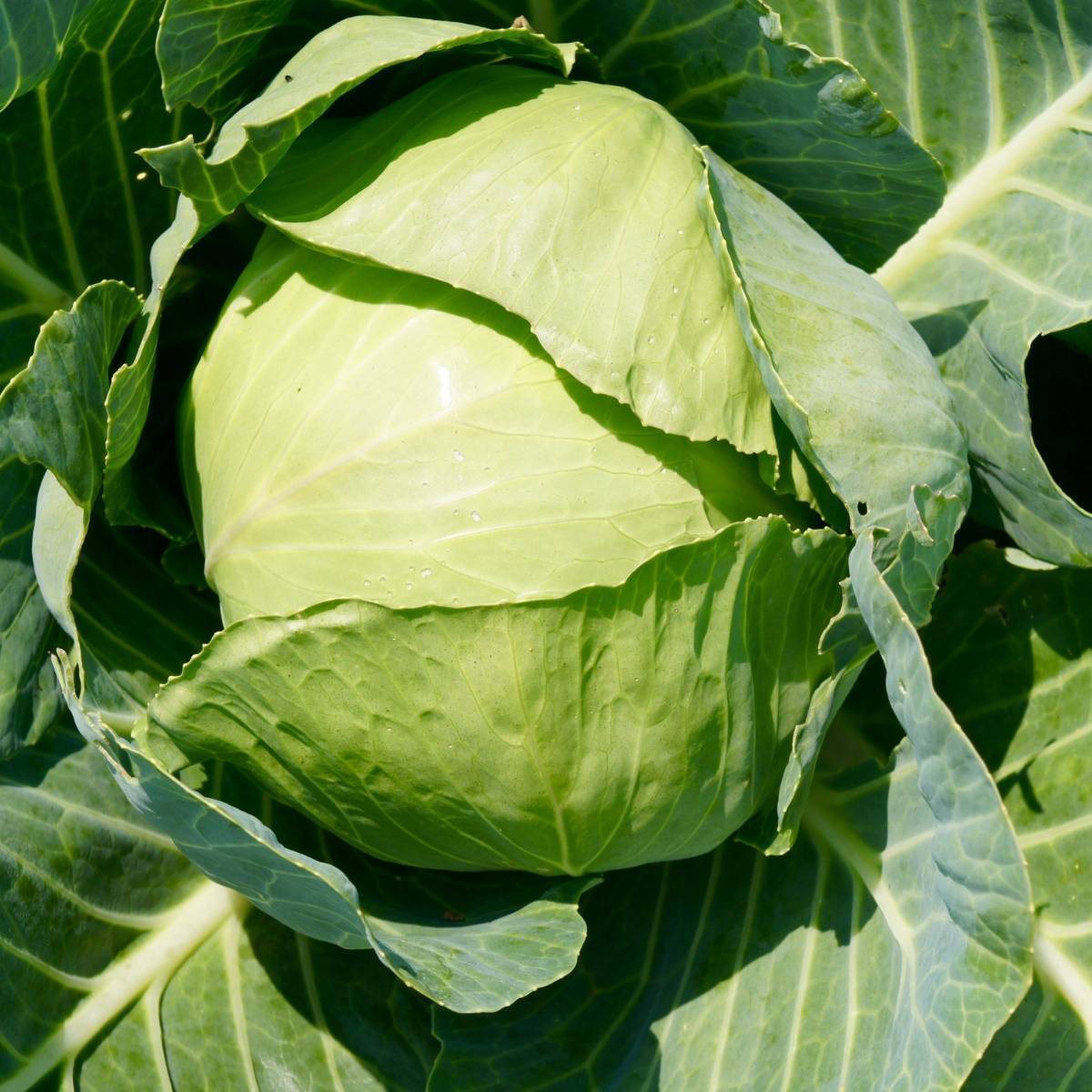 Copenhagen Market Cabbage Seeds