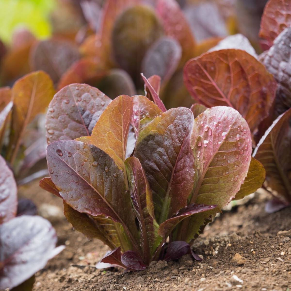 Cimmaron Lettuce Seeds