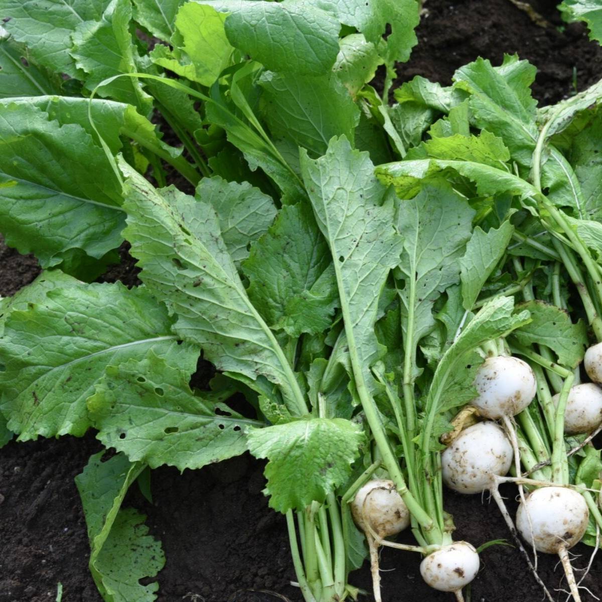 Leaf Turnip Seeds