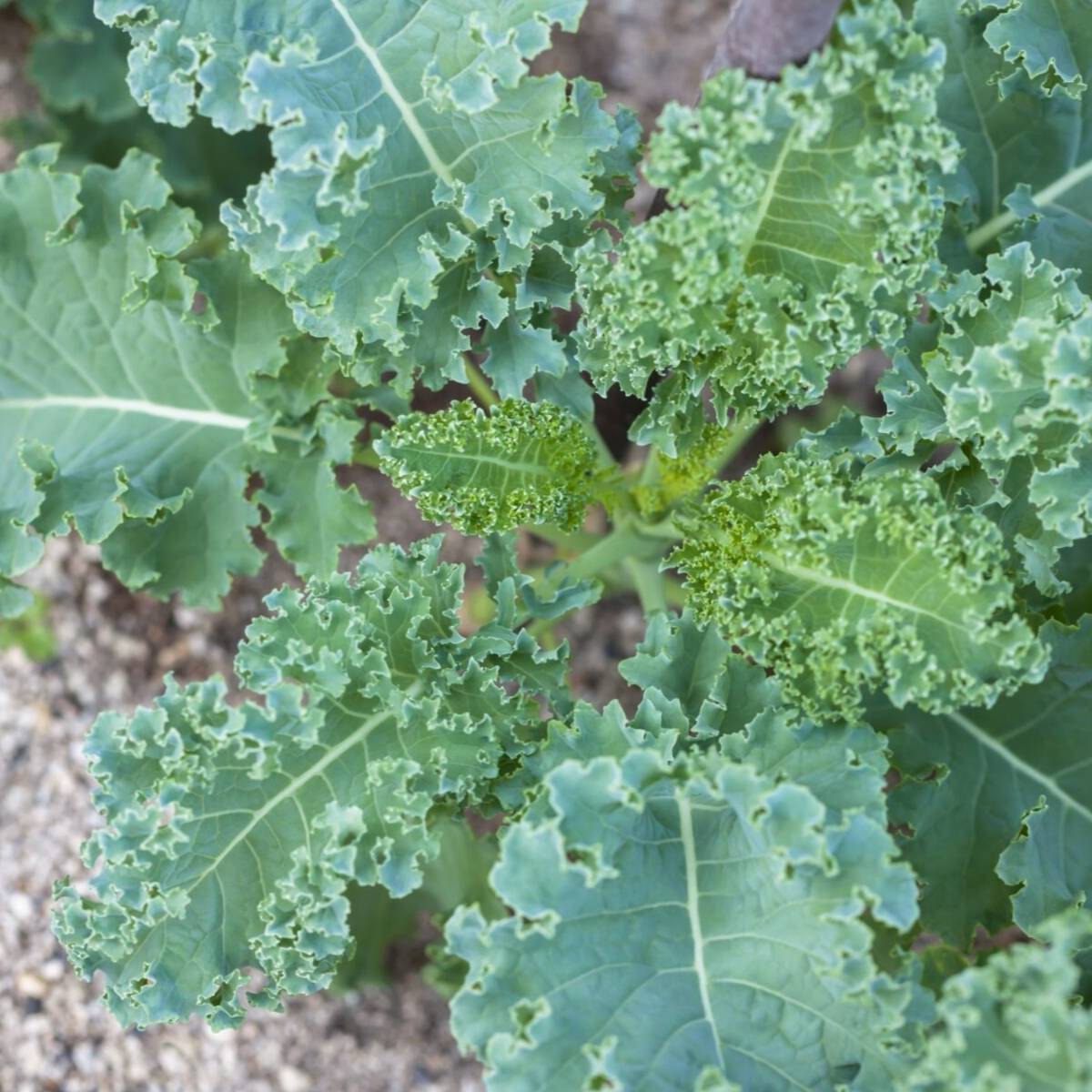 Siberian Kale Seeds