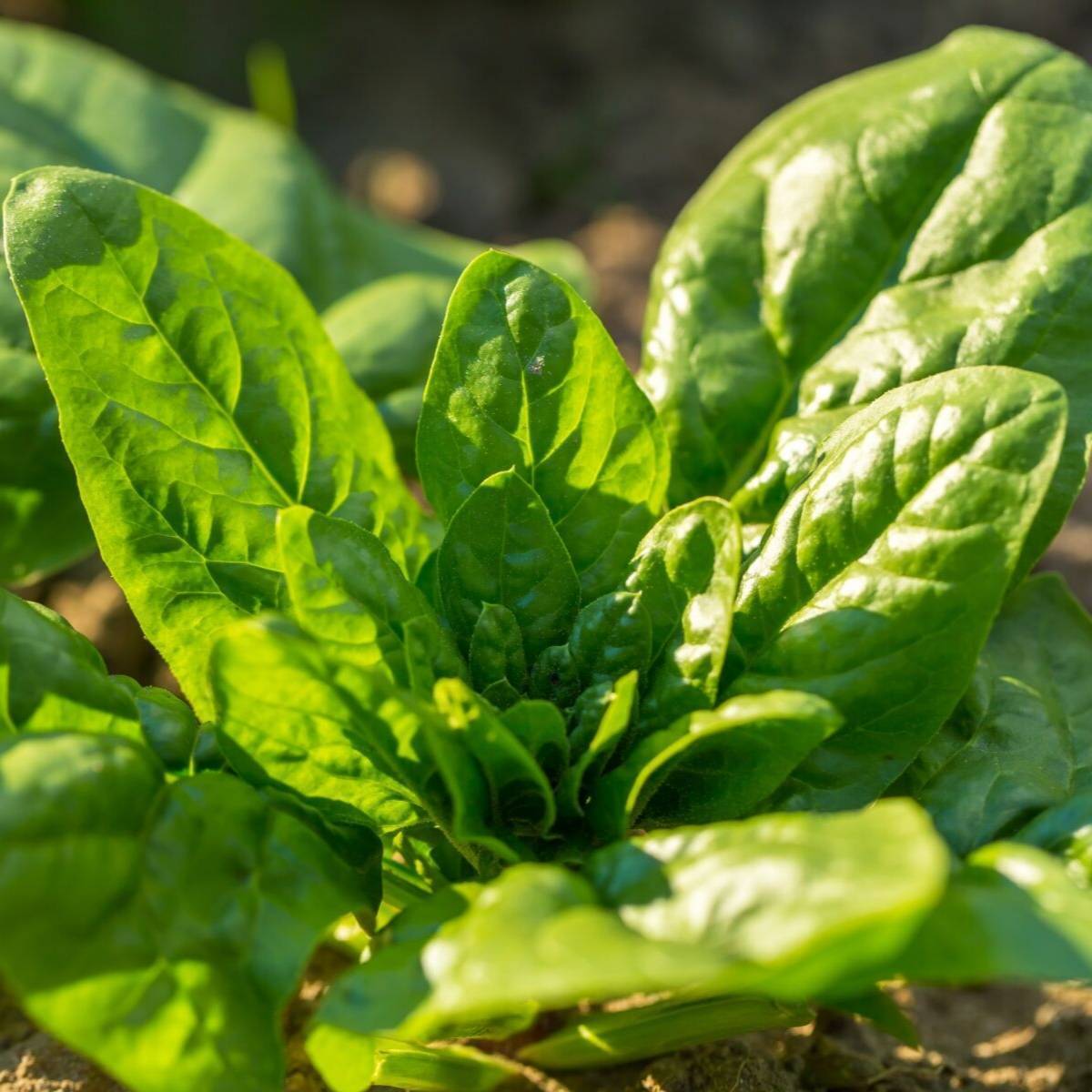 Giant Noble Spinach Seeds