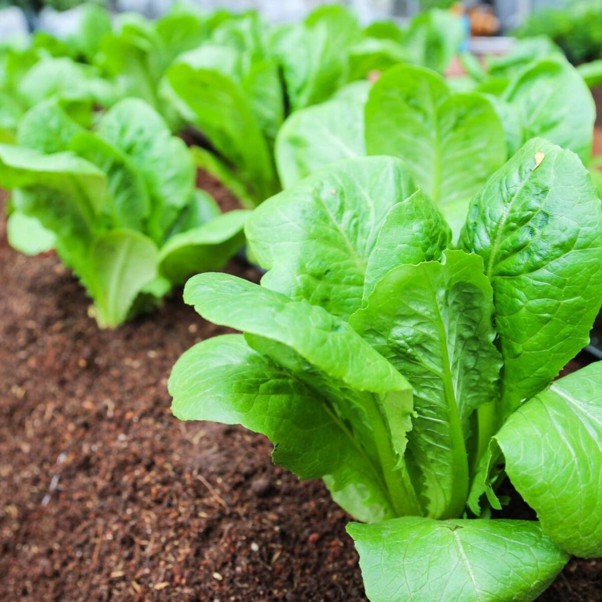 Little Gem Lettuce Seeds