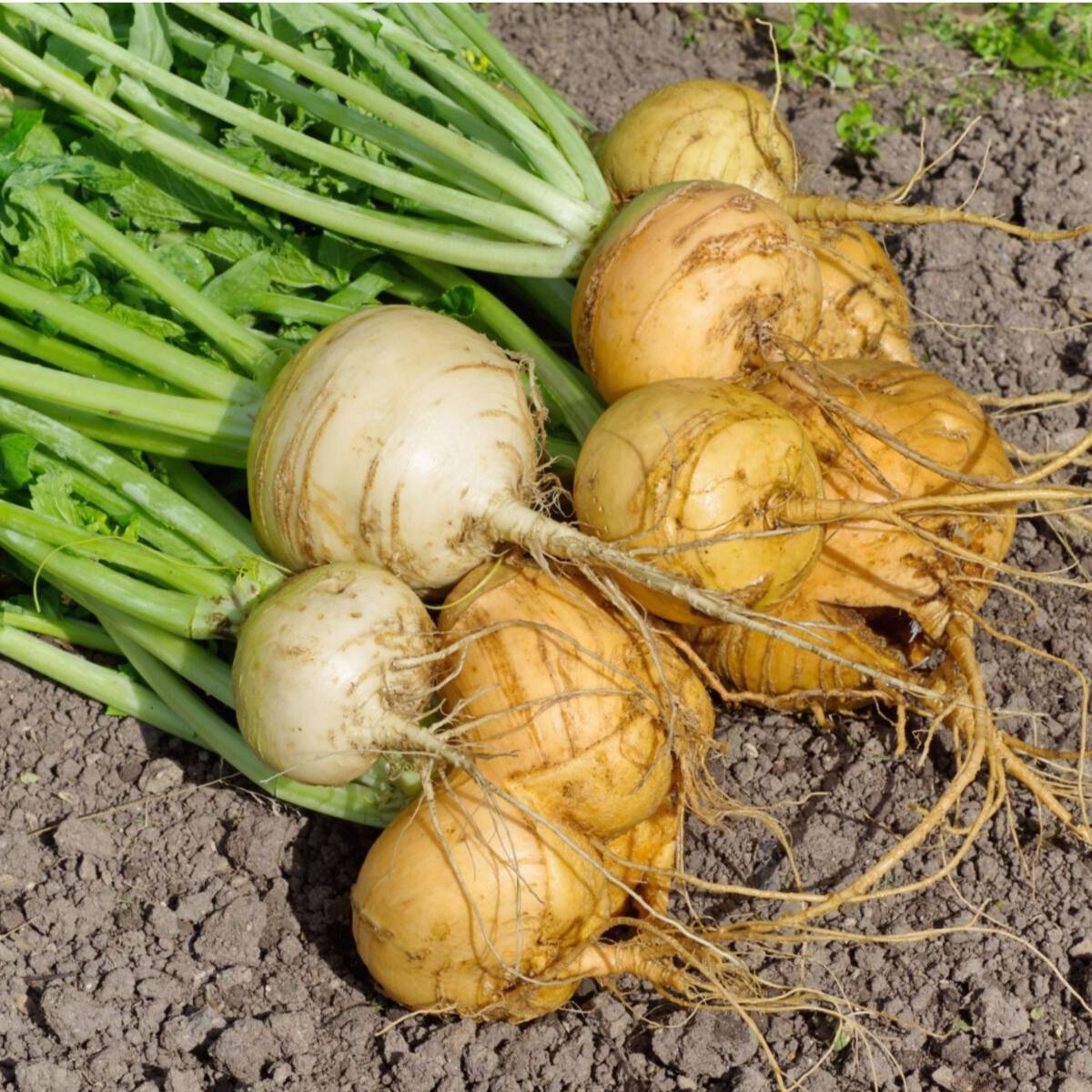 Golden Globe Turnip Seeds