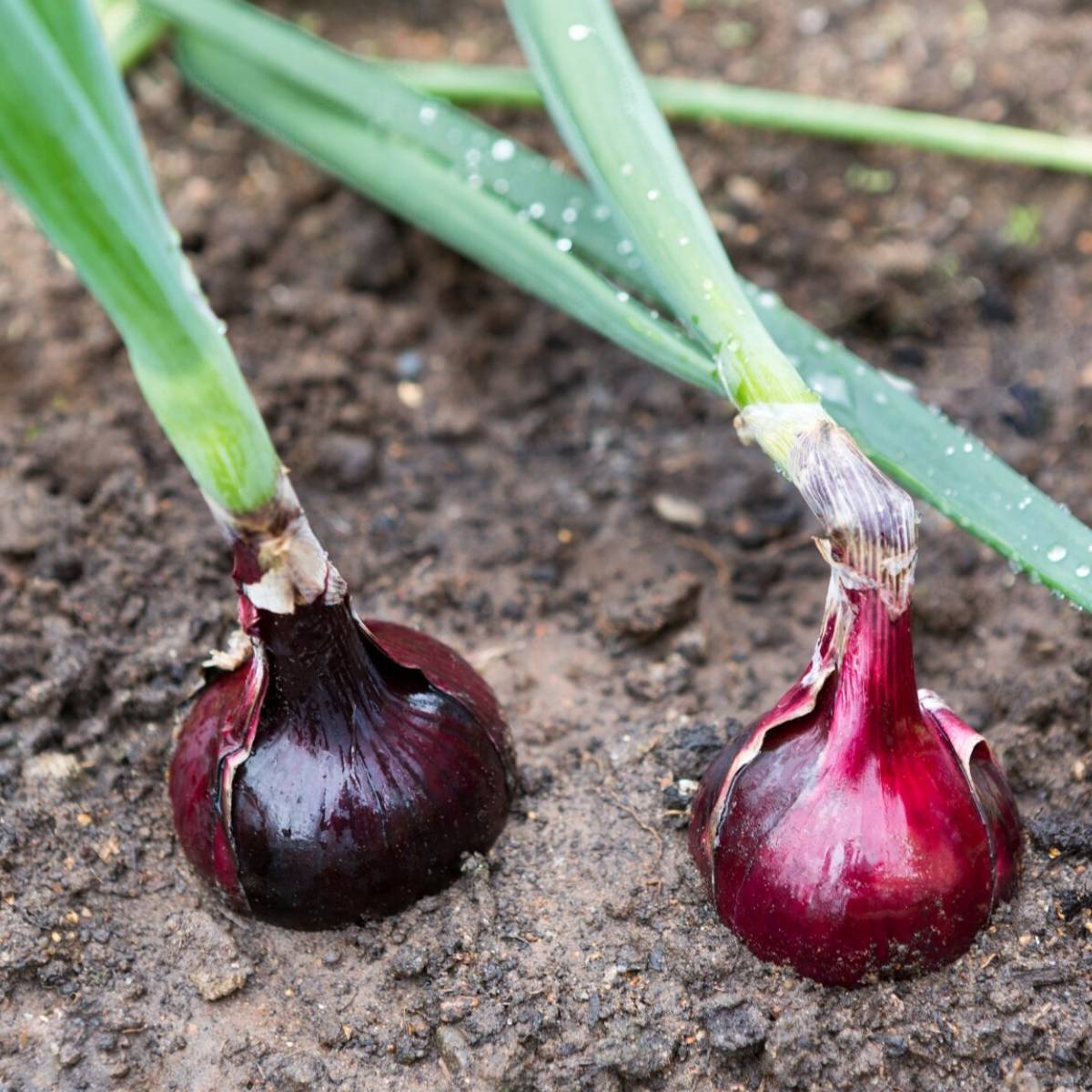 Red Rippa Onion Seeds