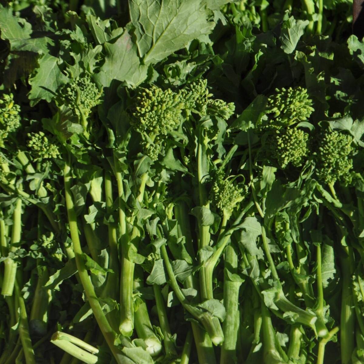 Rapini Seeds