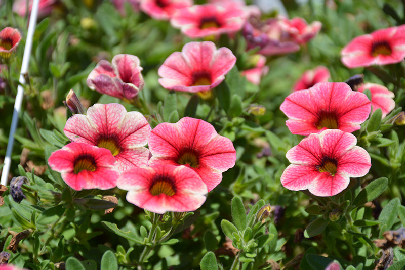 Calibrachoa Strawberry Star