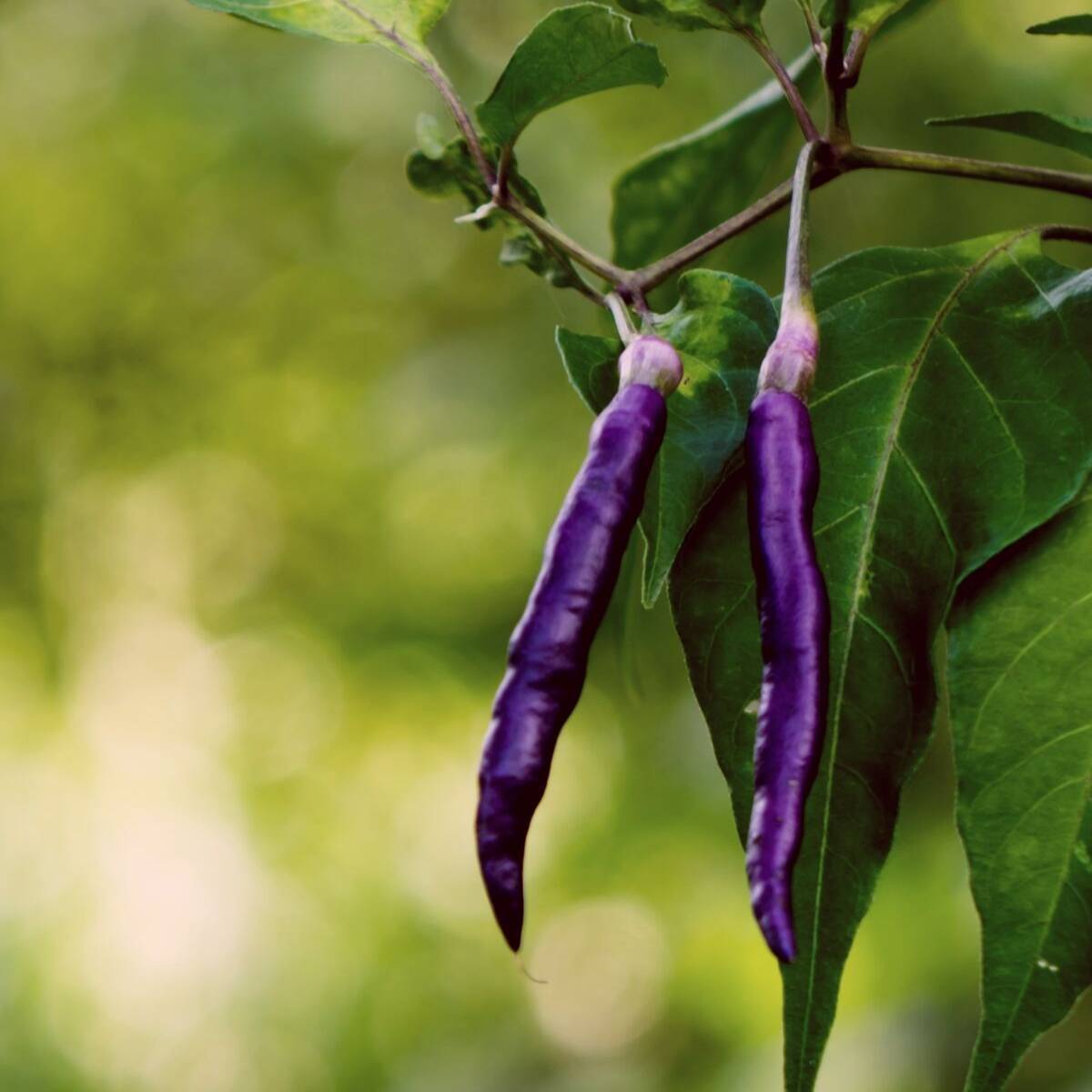 Lilac Cayenne Chilli Seeds