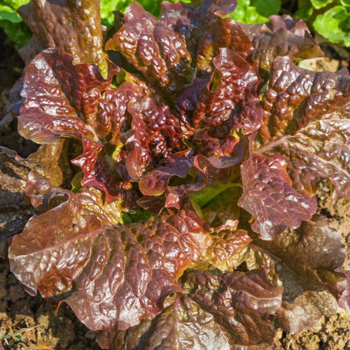 Marvel of Four Seasons Lettuce Seeds