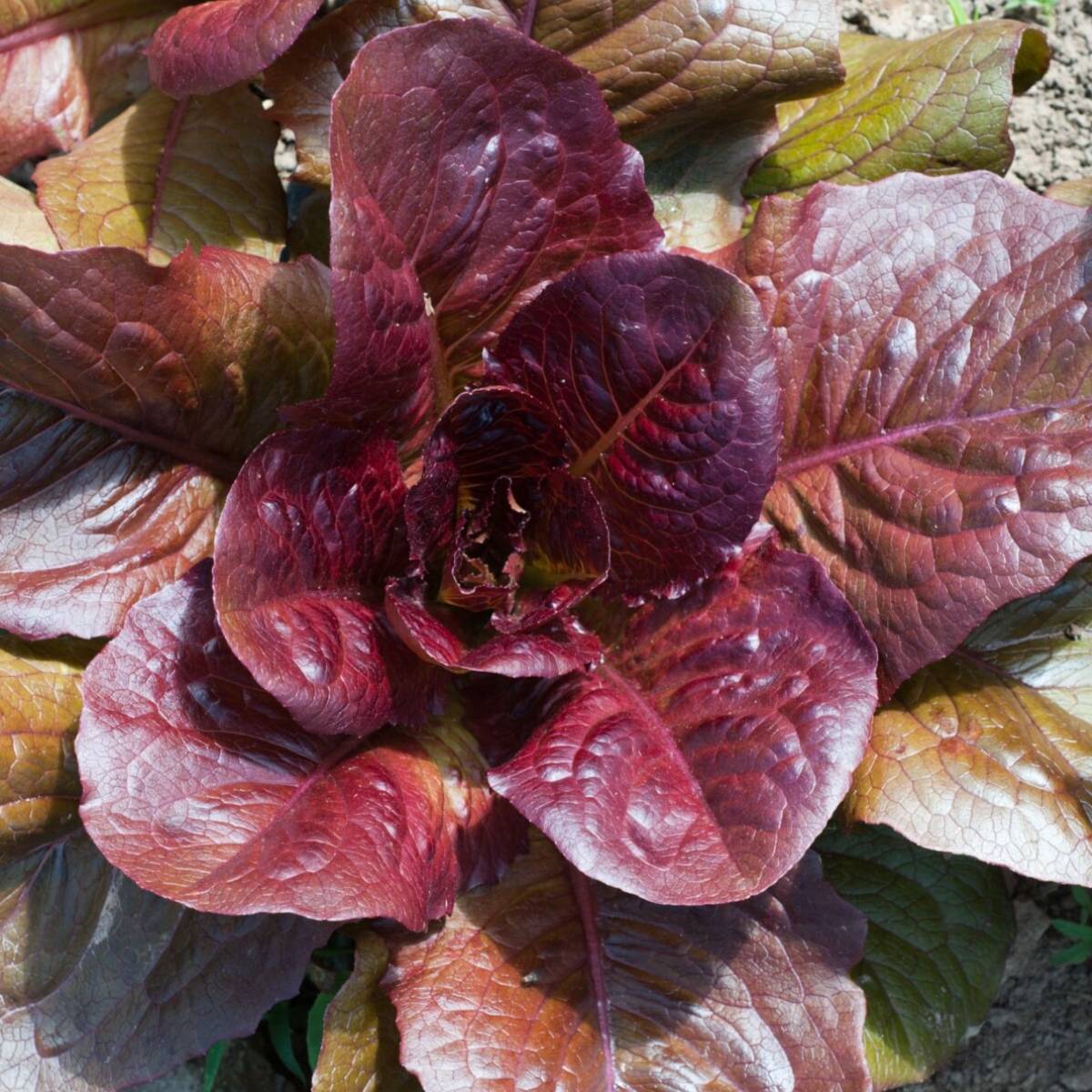 Red Cos Lettuce Seeds