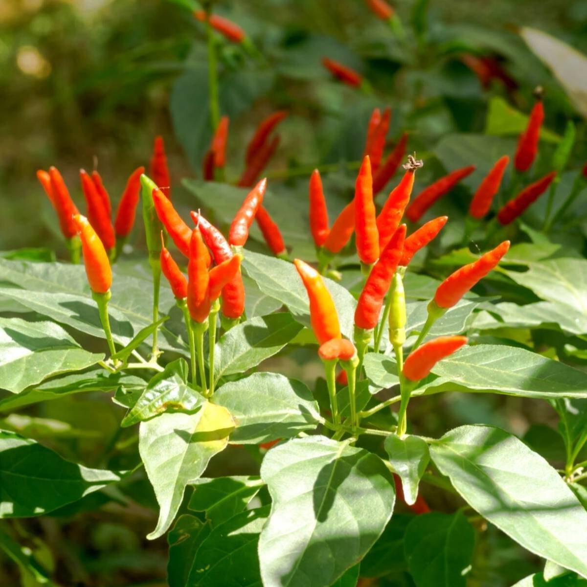 Thai Chilli Seeds