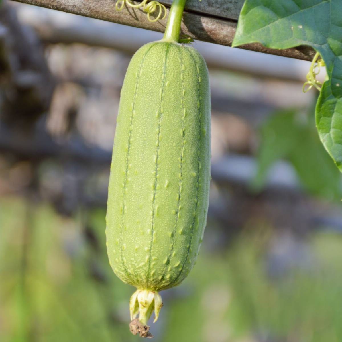 Sponge Gourd Luffa Seeds