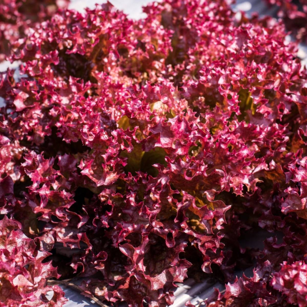 Selway Red Lettuce Seeds