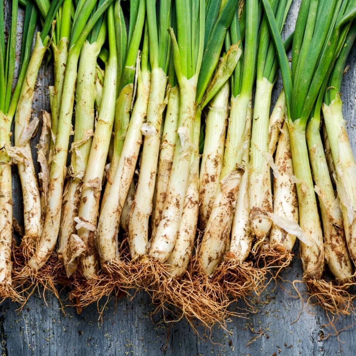 Calcot Onion Seeds