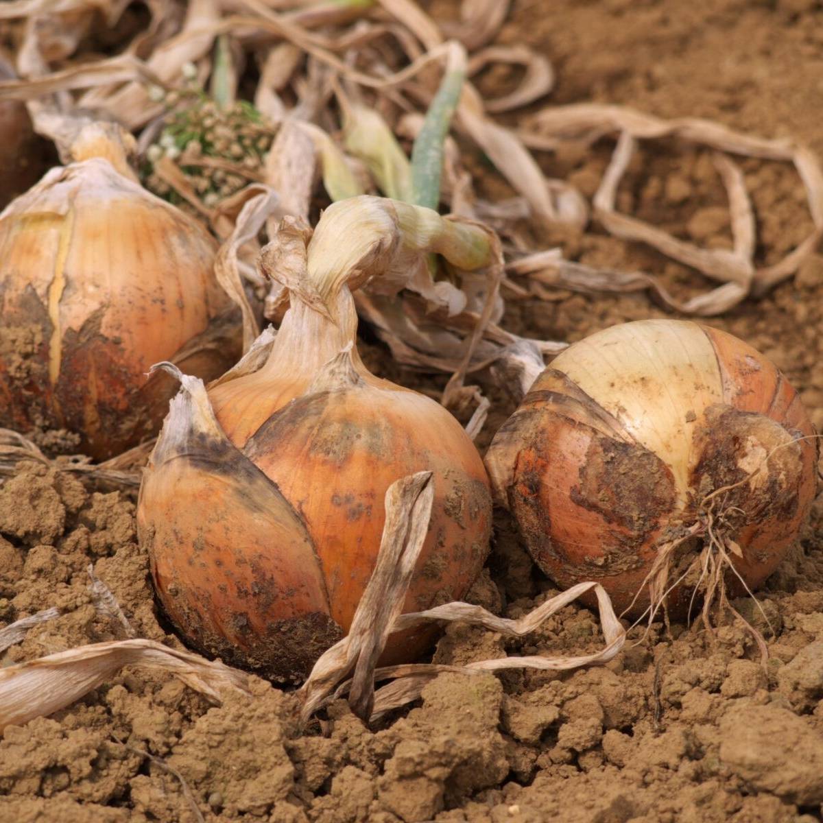 Brown Spanish Onion Seeds