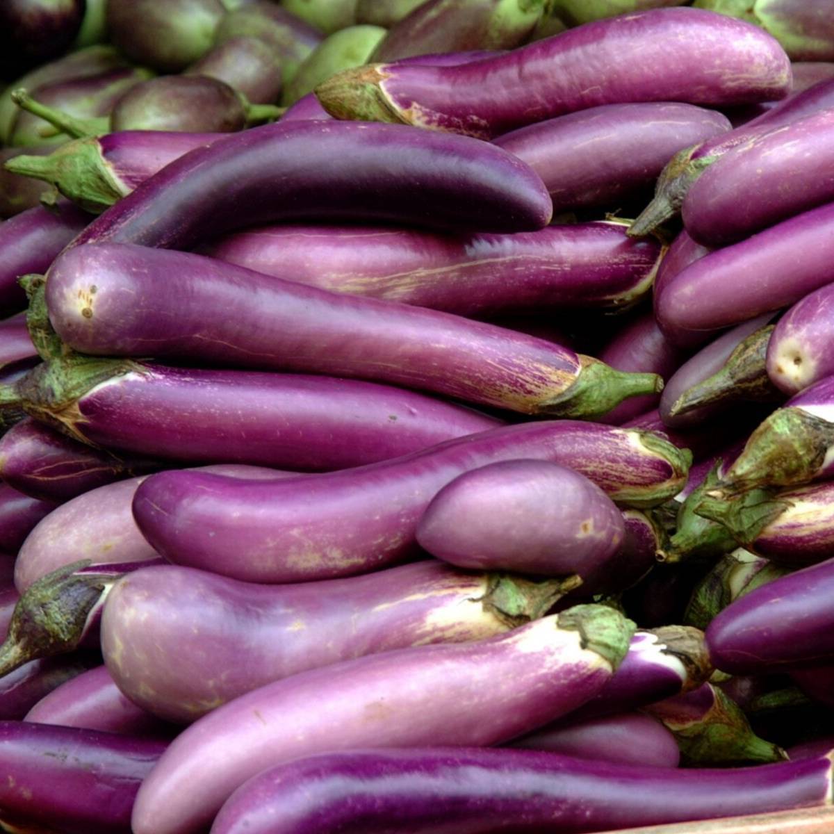 Ping Tung Long Eggplant Seeds