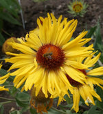Yellow Gaillardia Seeds for Planting - NON GMO Seeds Dhara Seeds