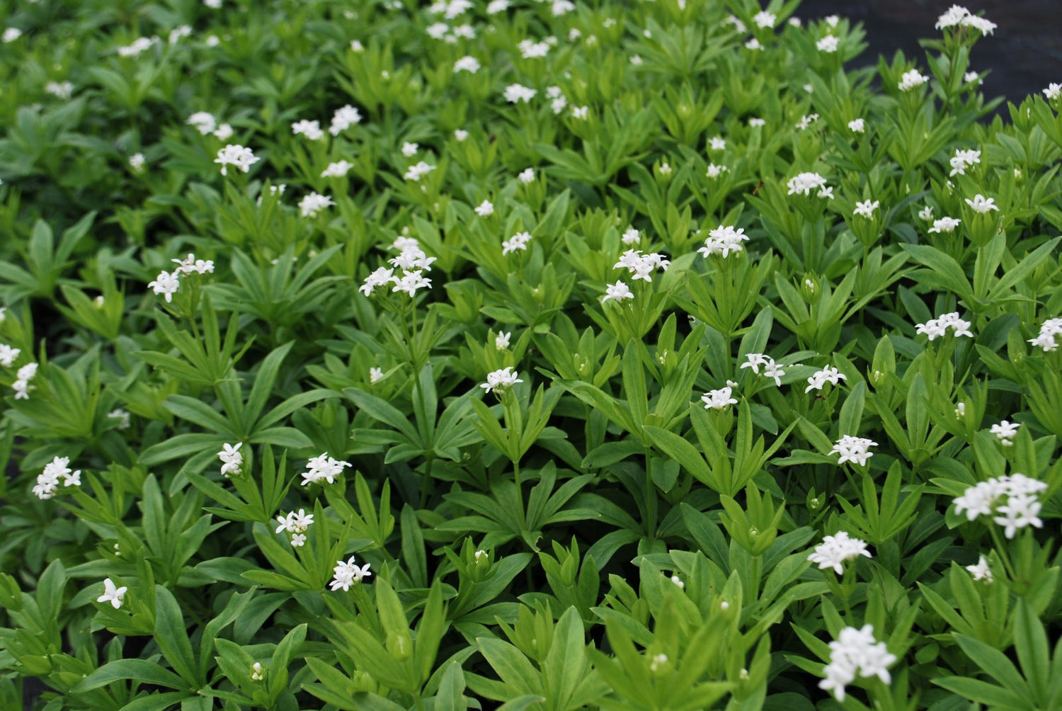 Sweet Woodruff