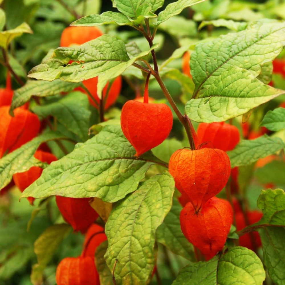 Red Alkekengi Plant Seeds for Planting - heirloom & Non-GMO Seeds