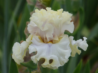 Gentle Manner Tall Bearded Iris