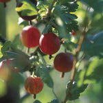 Xenia red gooseberry fruit seeds