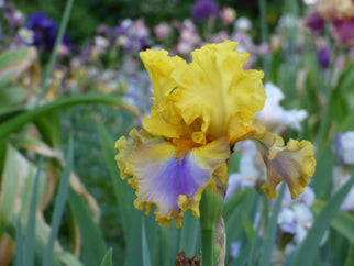 Good Morning Sunshine Tall Bearded Iris