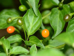 Heirloom Chilitepin Plant Seeds, Non-GMO Wild Pepper Seeds for Spicy Vegetable Garden Planting for planting in home garden