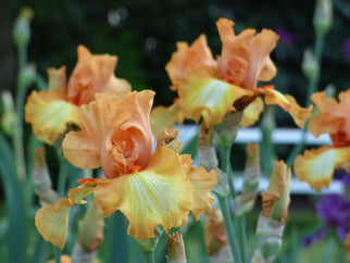 Great Balls of Fire Tall Bearded Iris