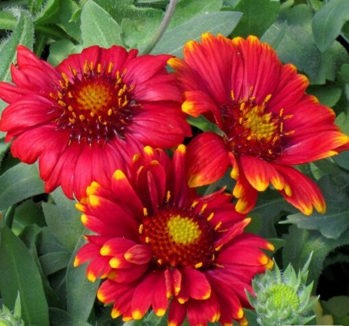 Gaillardia Arizona Red Shades heirloom non-gmo garden seeds