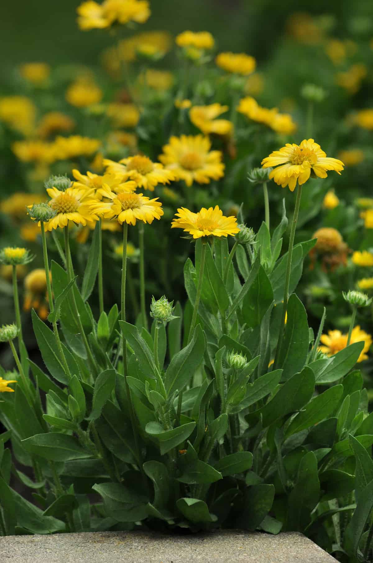 Blanket Flower - Yellow Plume