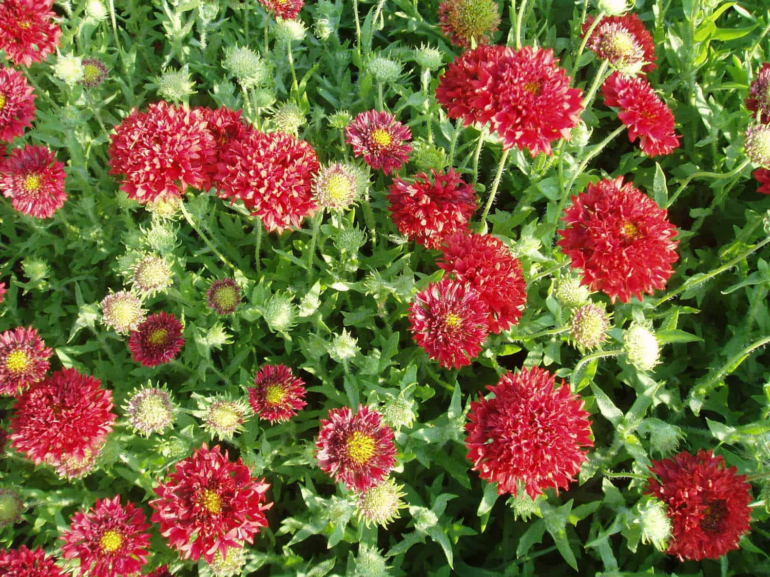 Blanket Flower - Red Plume