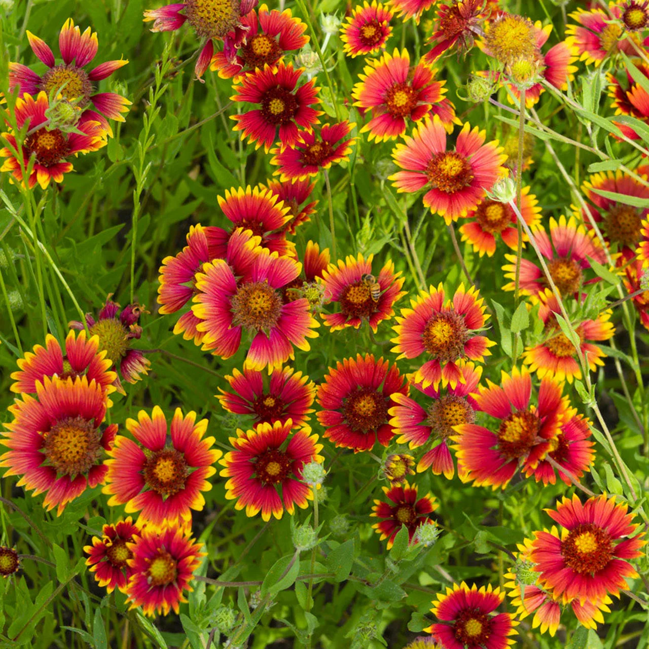 Rosso Raven Blanket Flower Seeds for Planting Flower, Flower Seeds for Planting, Non GMO â€“ Heirloom, Non-GMO