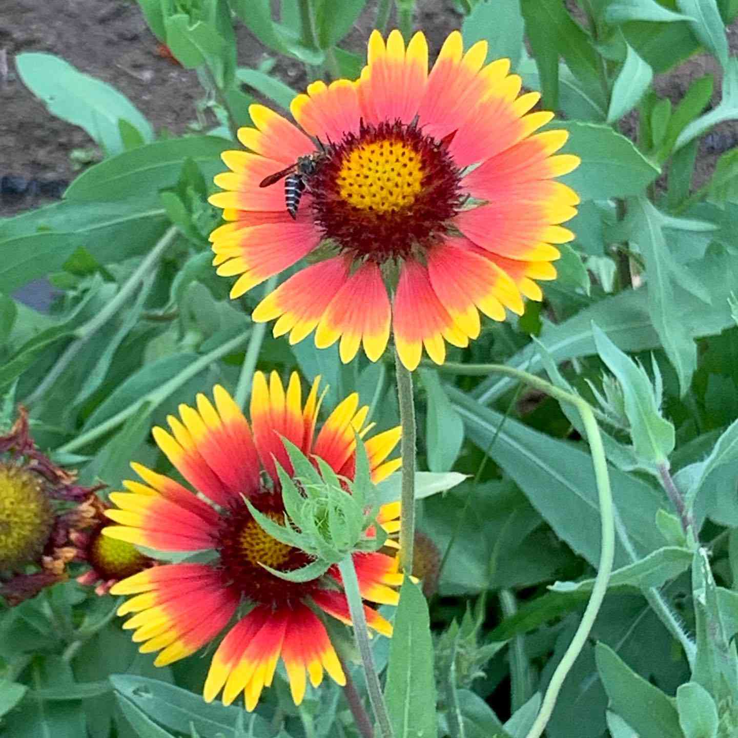 Blanket flower Seeds