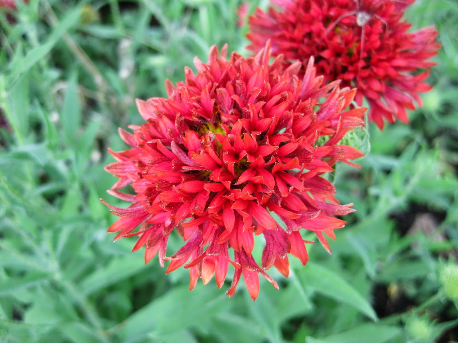 Blanket Flower - Red Plume