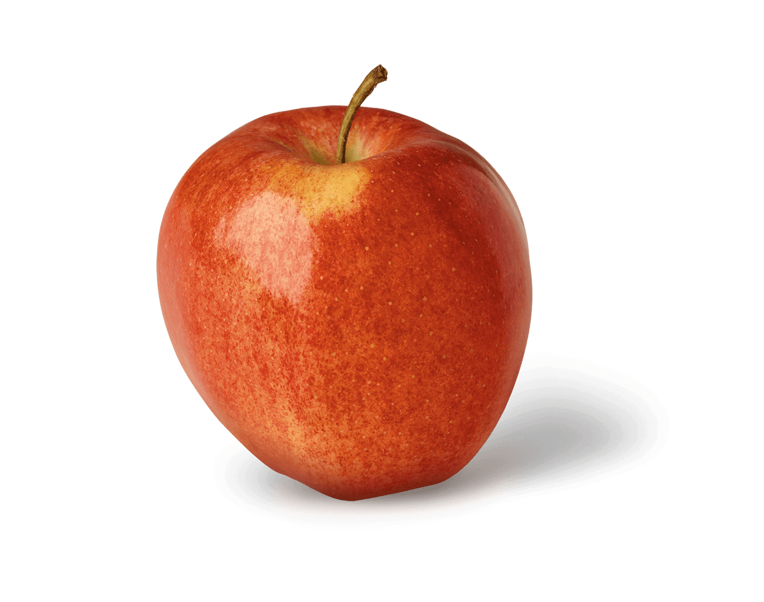 Gala Apple (Malus domestica)