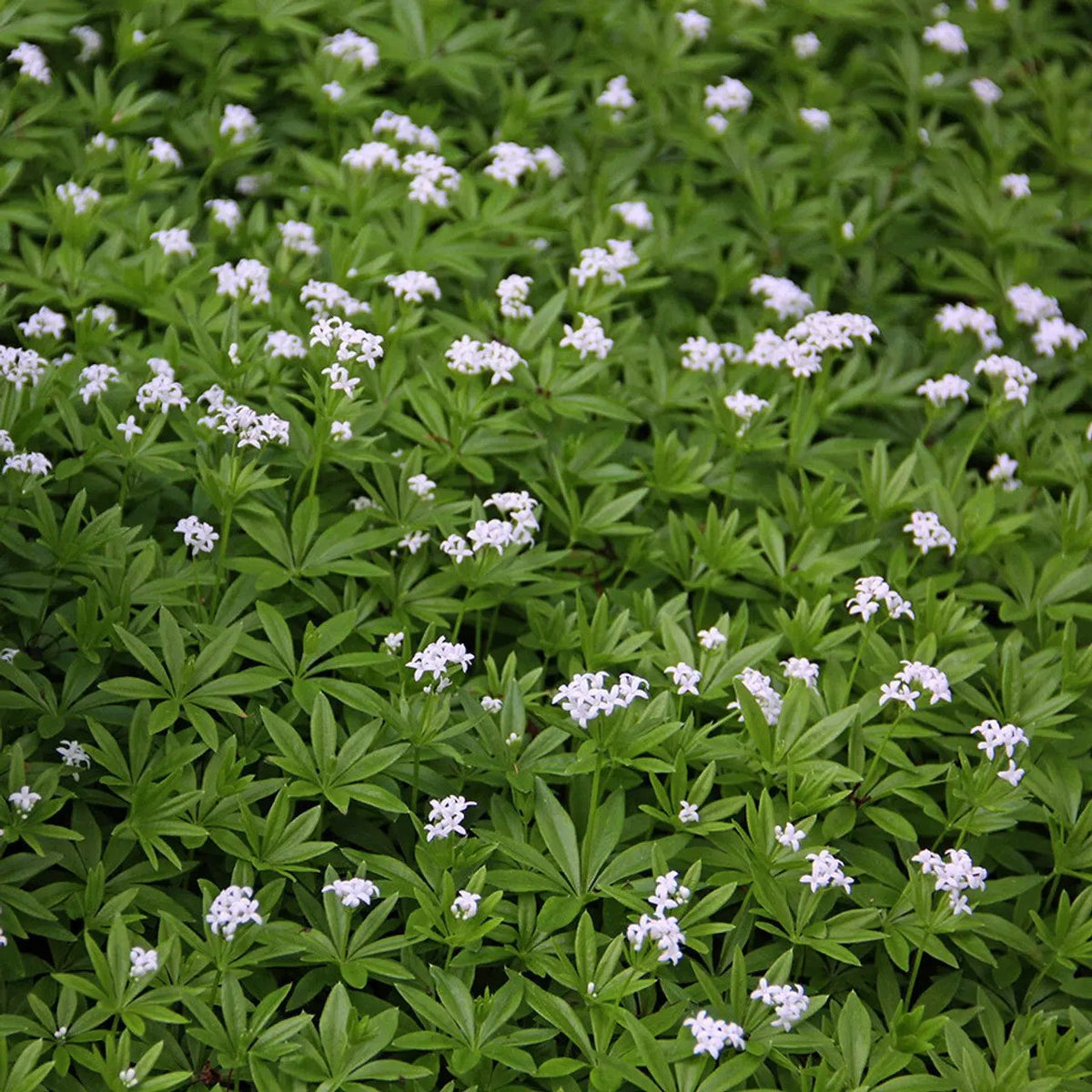 Galium Flower Seeds for Planting - NON GMO Seeds Dhara Seeds