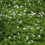 Galium Flower Seeds for Planting - NON GMO Seeds Dhara Seeds